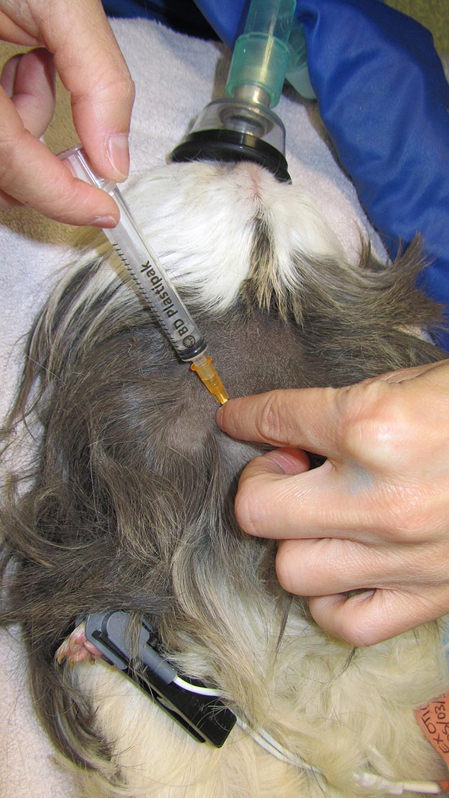 Figure 3a. The anogenital area of the female guinea pig is Y-shaped, with the urethral opening forming the branches of the Y and the vagina representing the vertical tail.