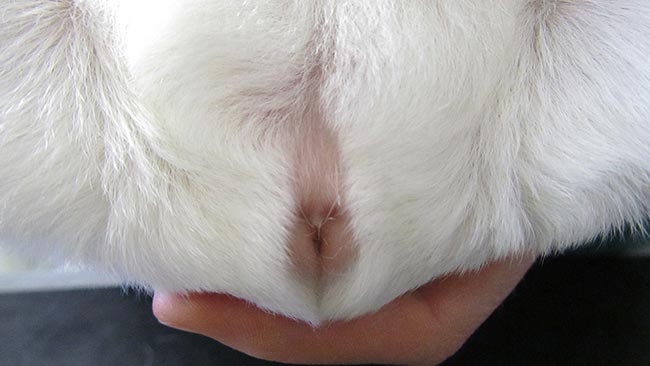 Figure 3b. The anogenital area of the female guinea pig is Y-shaped, with the urethral opening forming the branches of the Y and the vagina representing the vertical tail.