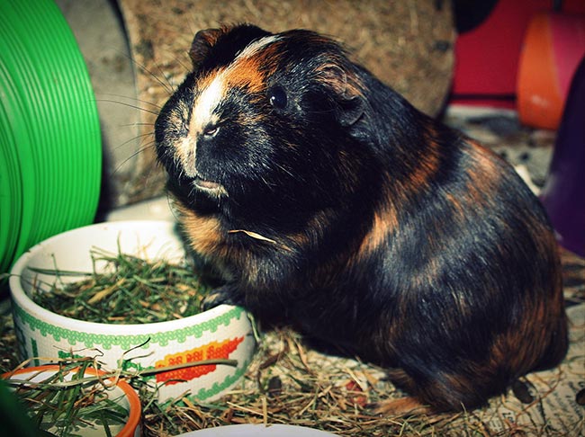 Figure 5. Food and water can be provided in large ceramic bowls to avoid spilling. Often, guinea pigs like to perch their forelimbs on the edge while eating.