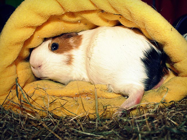 Figure 6. Using small boxes/fabric pouches they can hide in can be useful to initially remove a guinea pig from a large enclosure.