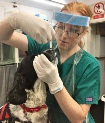 Figure 3. Cara was able to undertake a wide variety of tasks during her EMS placement, including some basic‑but‑not‑always‑easy things such as administering intranasal kennel cough vaccinations.