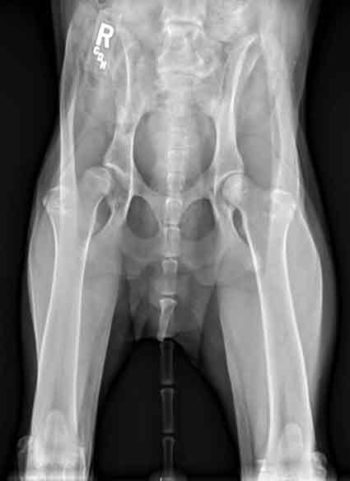 Figure 1. Ventrodorsal pelvic view of a one-year-old male, neutered St Bernard that presented for a right hindleg lameness. Pain on extension of the right hindleg was evident on orthopaedic examination. Note the coxofemoral subluxation and mild osteoarthritic changes present on the right.