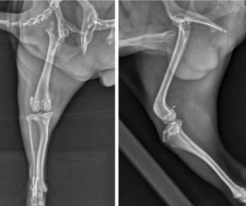 Figure 4. Horizontal beam (left) and medial lateral (right) views of a 12-month-old intact male shih-tzu presenting with marked left hindleg lameness. Note how the patella is clearly out of the groove on both views (grade IV). In addition, distal femoral varus is evidenced on the horizontal beam view.