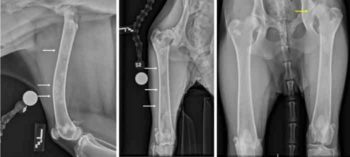 Figure 5. Left lateral (left), left craniocaudal (centre) and bilateral craniocaudal (right) femoral radiographs of a one-year-old female spayed German shepherd dog that presented for a hip evaluation following an acute episode of non-weightbearing left pelvic limb lameness. Note the patchy increased opacity within the medullary cavity of the left femoral diaphysis consistent with panosteitis (white arrows). Bilateral hip dysplasia with left coxofemoral subluxation and degenerative changes are also present (right, yellow arrow).