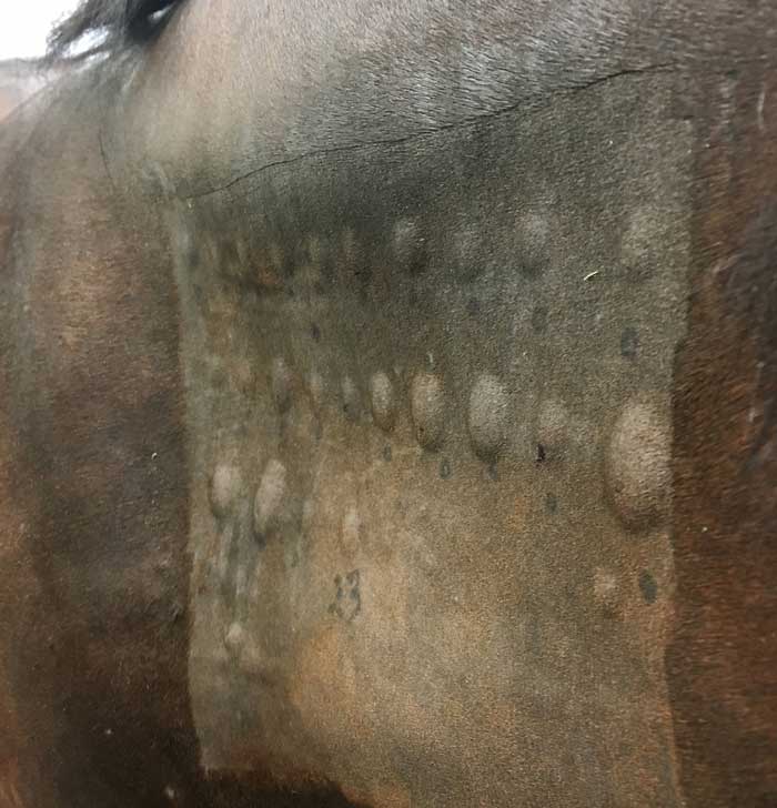 Figure 3. Intradermal skin testing in a horse with allergic skin disease.