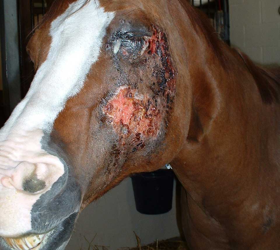Figure 4a. Efficacy of topical steroids in controlling pruritus. This late pregnant mare was suffering from an eosinophilic skin condition, which was intensely pruritic. Use of systemic steroids was thought to be a risk to the fetus and, therefore, topical Cortavance (hydrocortisone; Virbac) spray was used, with excellent results. This is before treatment.