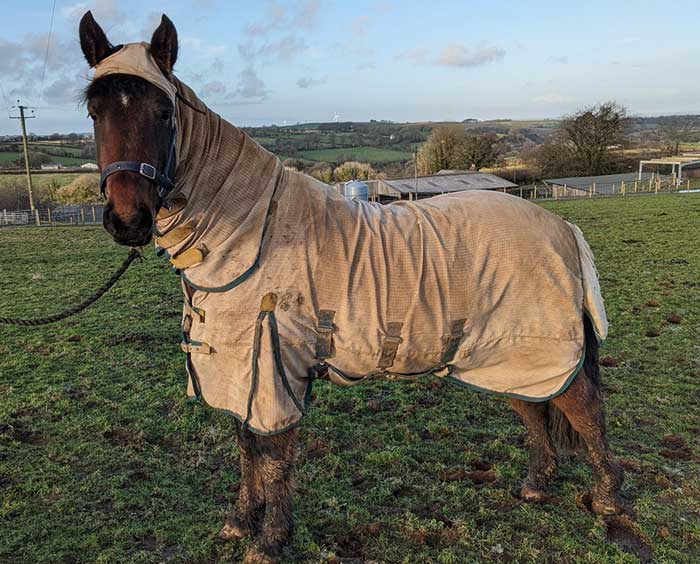 Figure 5. “Sweet itch rug” – covering as much of the horse as possible is key, in particular the ventral abdomen, neck and tail base.