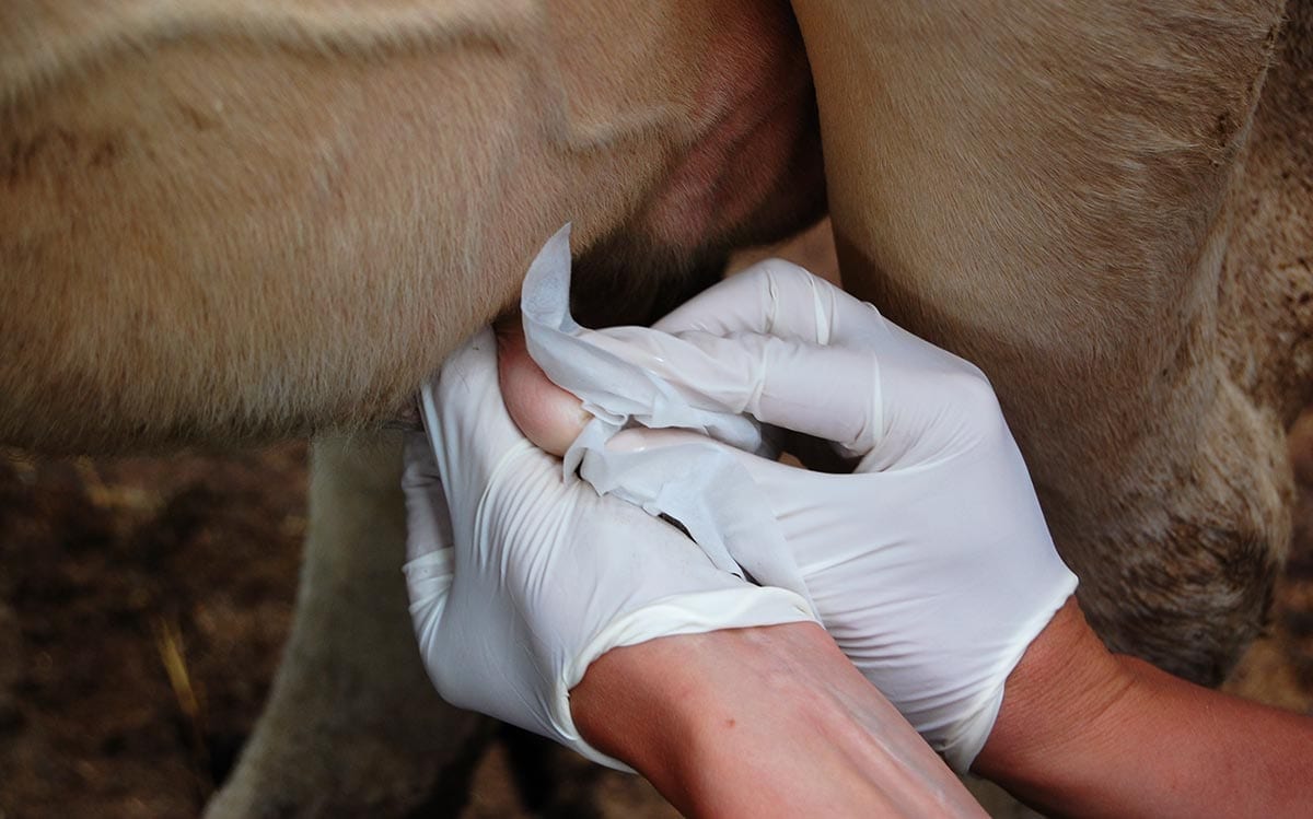 Udder cleaning close-up