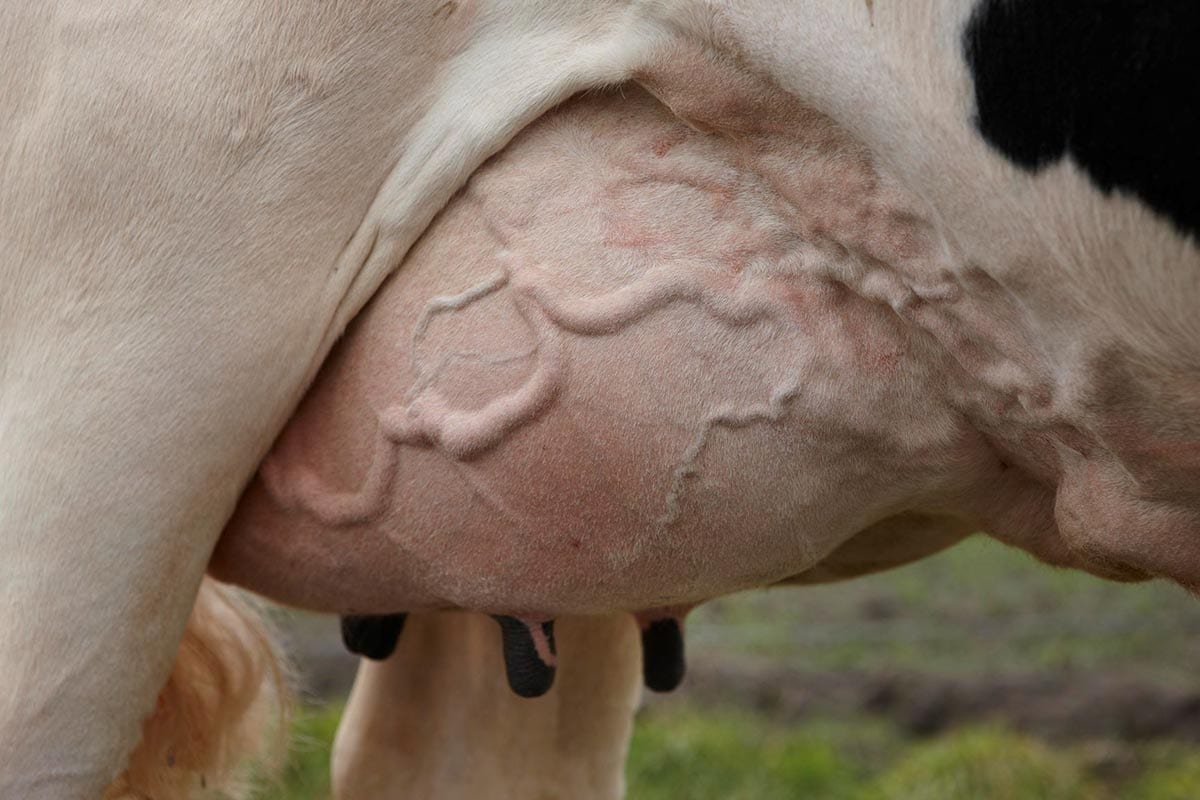 Udder close-up