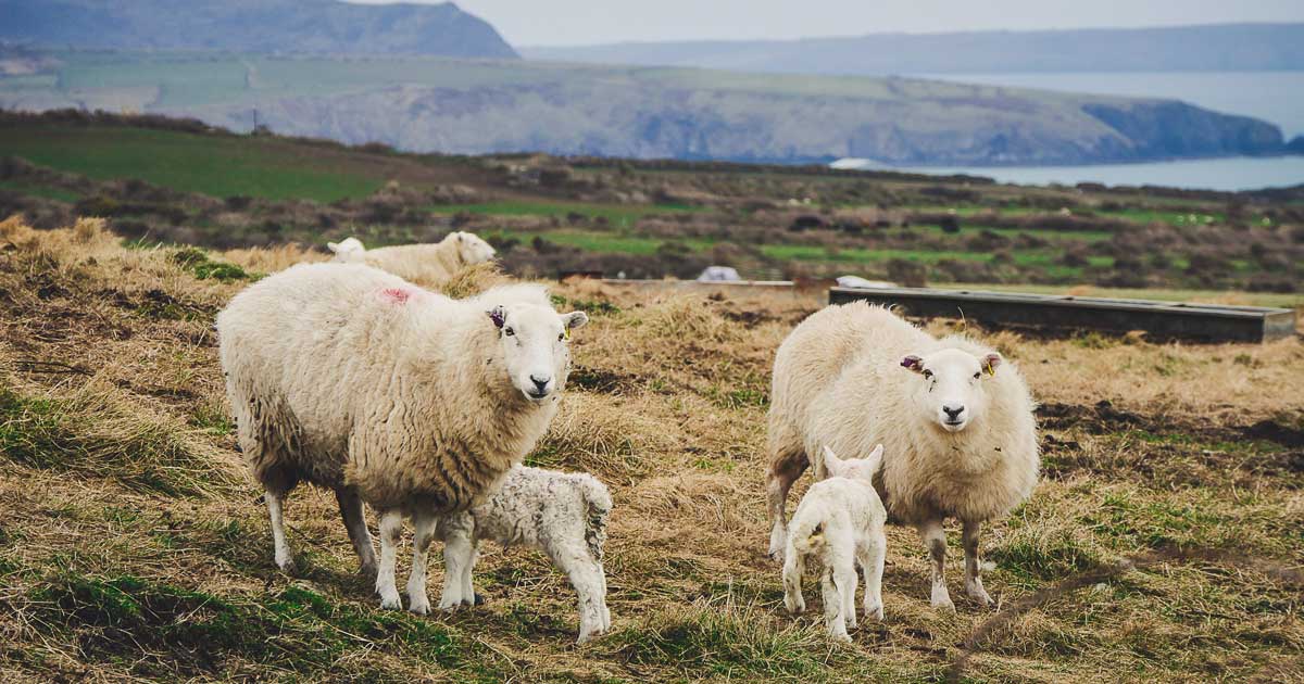 Survey identifies top disease priorities in cattle and sheep | Vet Times Survey identifies top disease priorities in cattle and sheep | Vet Times