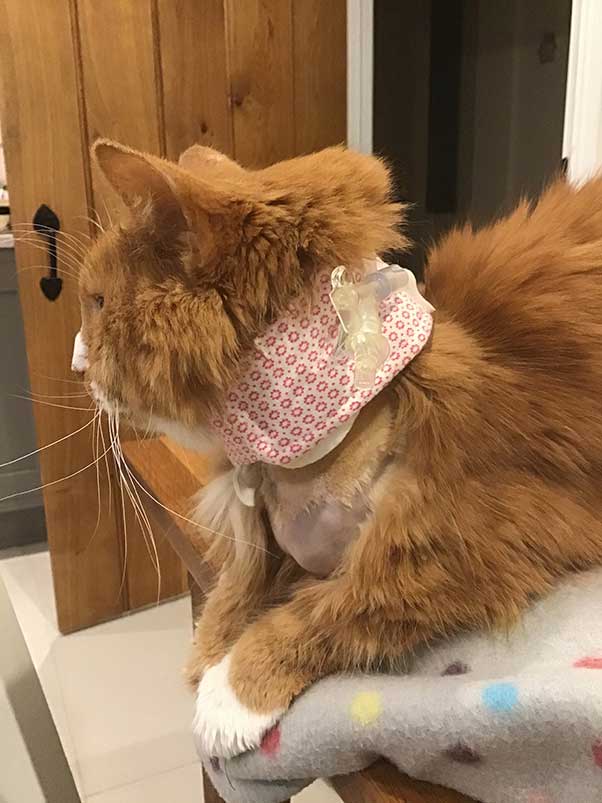 A cat wearing a Kitty Kollar protecting an oesophagostomy feeding tube.