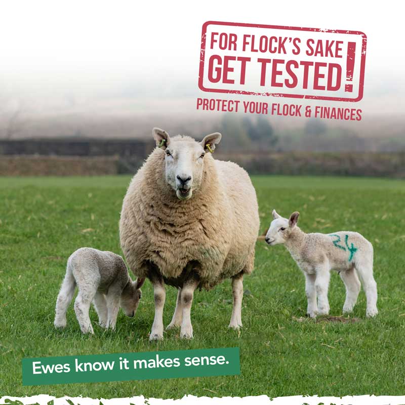 For Flock's Sake Get Tested campaign
