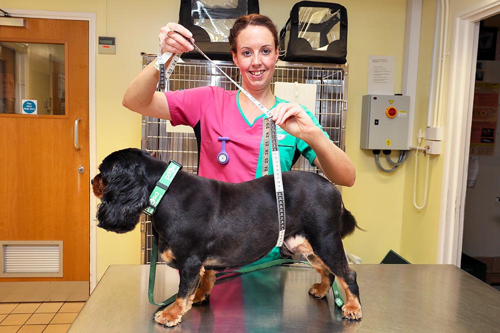 PDSA and Royal Canin are working together to help tackle the obesity crisis.