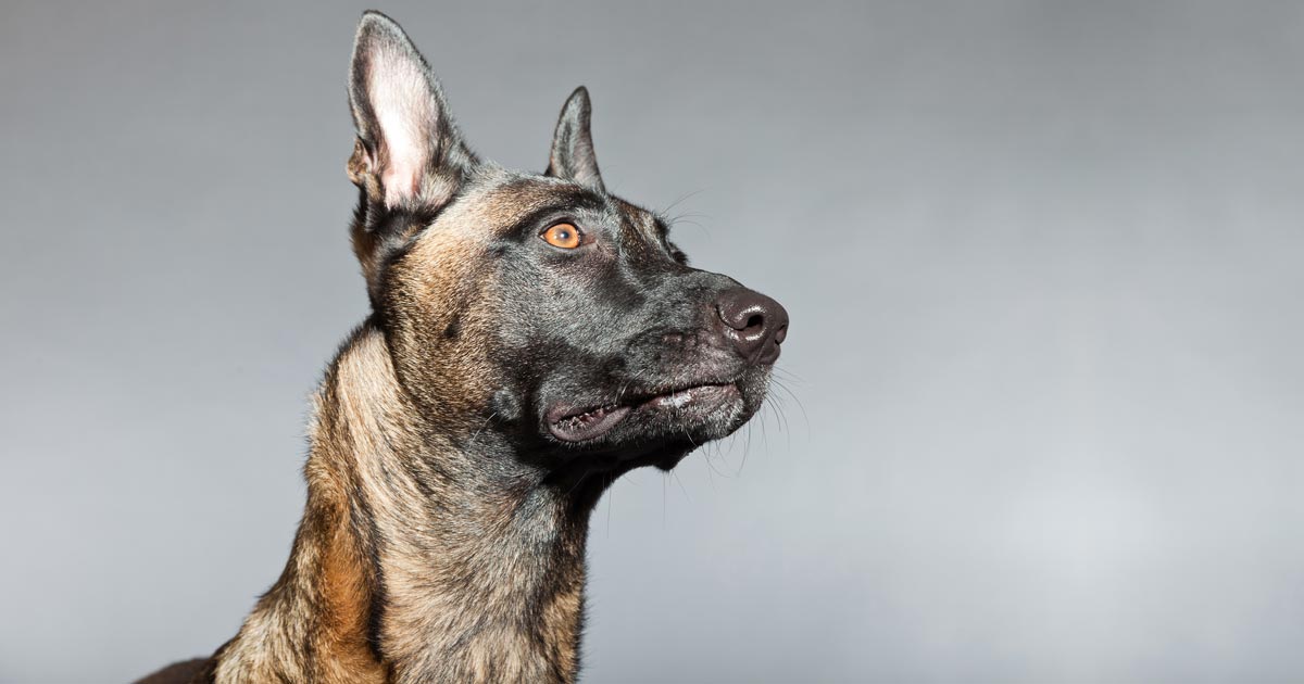 The Belgian shepherd dog breed has a rare genetic condition that can cause epileptic seizures. Image: Ysbrandcosijn / Adobe Stock