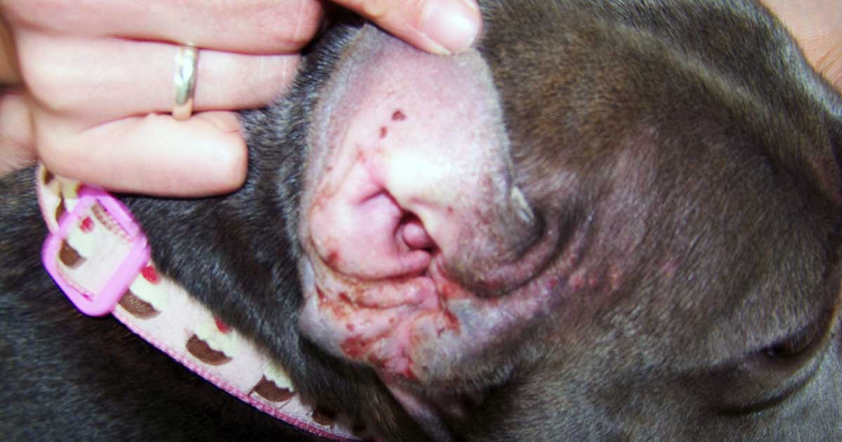 Figure 1. Erythema, excoriations and stenosis of the concave pinna of a Staffordshire bull terrier with atopic dermatitis.