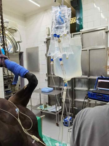 Figure 3. This horse is receiving partial IV anaesthesia to decrease the minimum alveolar concentration of isoflurane during a fracture repair surgery.