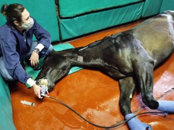 Figure 1. A horse receiving supplemental oxygen with a demand valve during recovery.