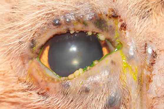 Figure 5. Clinical presentation associated with multiple apocrine hidrocystomas in the right eye in a Persian cat. IMAGE: AHT