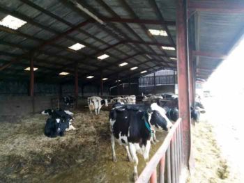 Figure 4. Dry cow loose house environment.