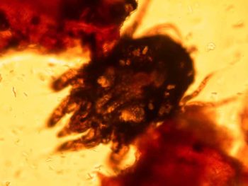 A photomicrograph of an Otodectes mite. This is one of the potential primary factors triggering cases of otitis.