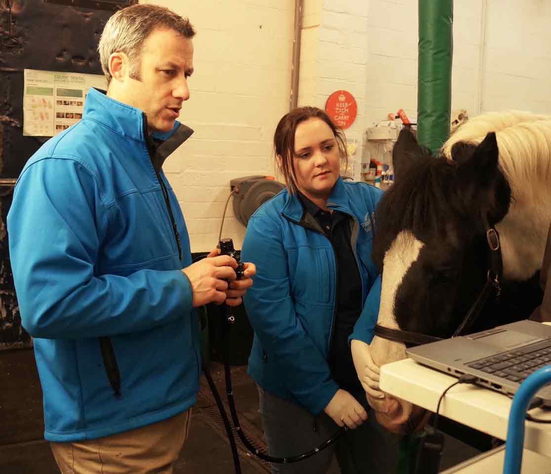 Figure 1. Gastroscopy is now a routine procedure in equine practice, and gastric diseases are highly prevalent.