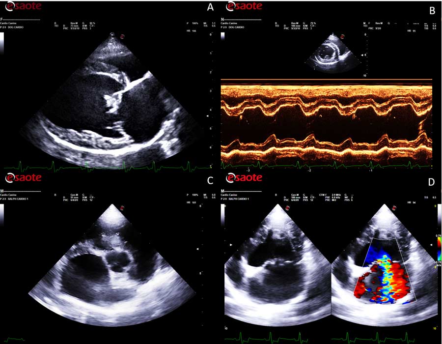 Echocardiographic images of a dog affected by stage B2 myxomatous mitral valve disease. (a) Right parasternal four-chamber long axis view showing thickening and distortion of the valvular leaflets, and chordae tendineae particularly pronounced at the level of the anterior mitral valve leaflet. (b) M-mode study of the left ventricle at the level of the papillary muscles: evidence of left ventricular enlargement. (c) Right parasternal short axis view at the level of the heart base: evidence of left atrial enlargement. (d) Left parasternal apical view: colour Doppler study showing a mosaic of colours consistent with systolic mitral valve regurgitation.
