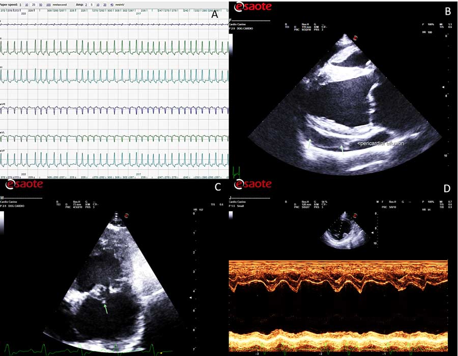 Possible complications that can be observed in dogs with advanced myxomatous mitral valve disease. (a) Six-lead ECG recording showing sustained atrial fibrillation with a rapid ventricular response rate (approximately 230bpm). (b) Echocardiography, right parasternal four-chamber long axis view: the green arrows show an echogenic lesion compatible with a clot in the pericardial space secondary to left atrial tear. (c) Left apical view: the green arrow shows an echogenic lesion protruding into the left atrial lumen, compatible with the rupture of a chorda tendinea. (d) Right parasternal view, M-mode study of the left ventricle at the level of the papillary muscles. Hypokinesis of the left ventricular free wall suggesting myocardial dysfunction of possible ischaemic origin.