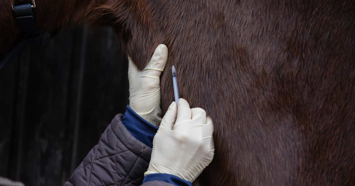 horse vaccine vaccination Image: bmf-foto.de / Adobe Stock