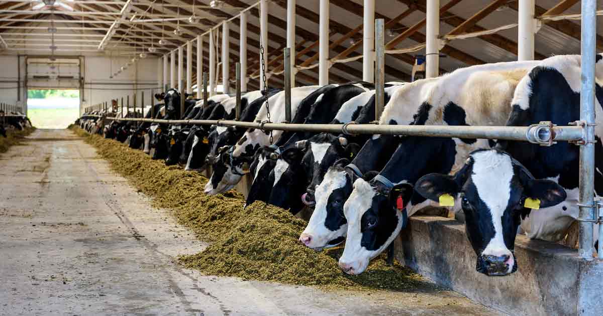 cow cattle housing ventilation IMAGE: Suslov Denis / Adobe Stock