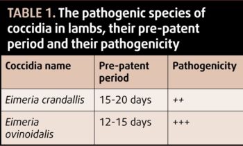 Table 1. The pathogenic species of coccidia in lambs, their pre-patent period and their pathogenicity