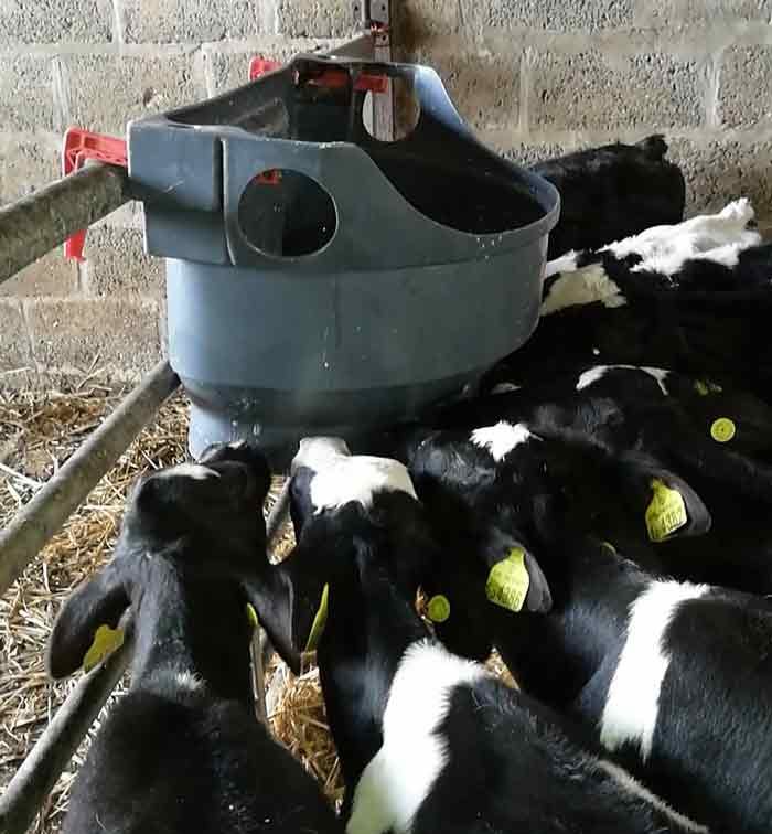 Figure 4. Shared teat feeders can act as a fomite to transfer infected saliva and nasal secretions between calves; ensuring good hygiene by regular cleaning and disinfecting is vital.