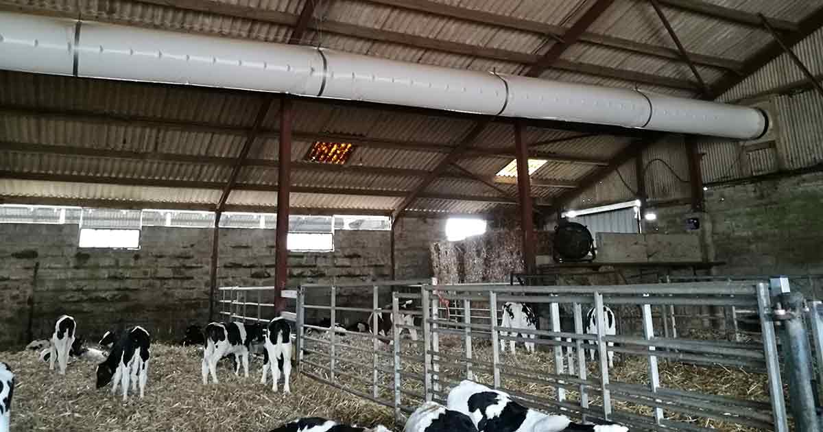 Figure 5. If ventilation in calf housing is suboptimal, installation of positive pressure ventilation tubes (tube fans) can help ensure a steady and consistent supply of fresh air.