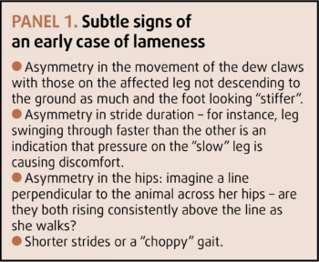 Panel 1. Subtle signs of an early case of lameness