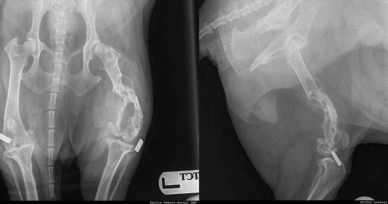 Dairy's x-rays prior to treatment.