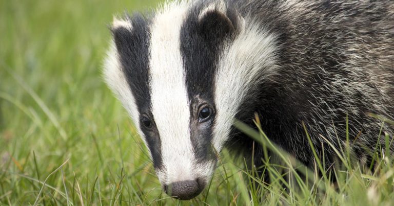 Defra plans bTB cull finish by 2029 as Brian Might doc row rumbles on