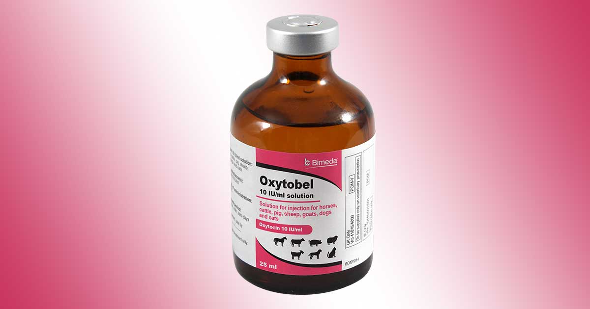 Can You Buy Oxytocin For Dogs