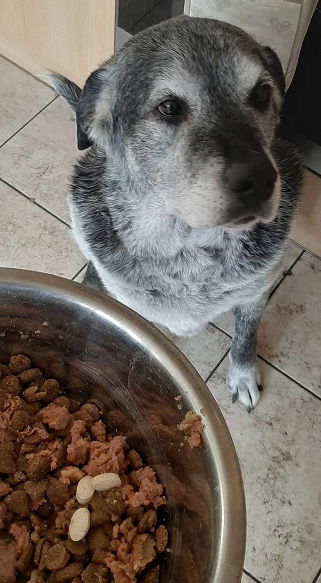 Dog with food and supplements