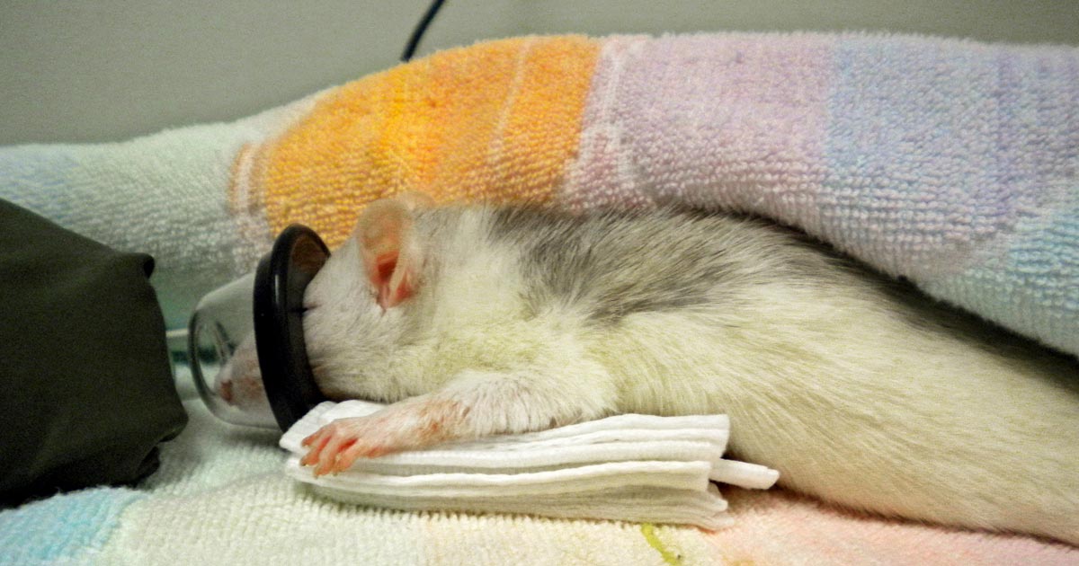 Rat oxygen therapy
