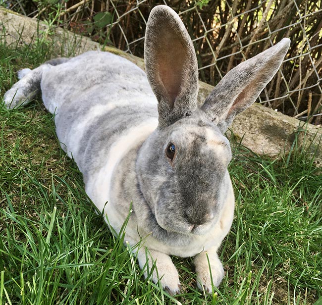 A rabbit looking relaxed and happy in natural shade during warmer weather.