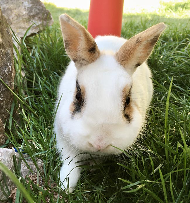 A rabbit exploring the garden safely.