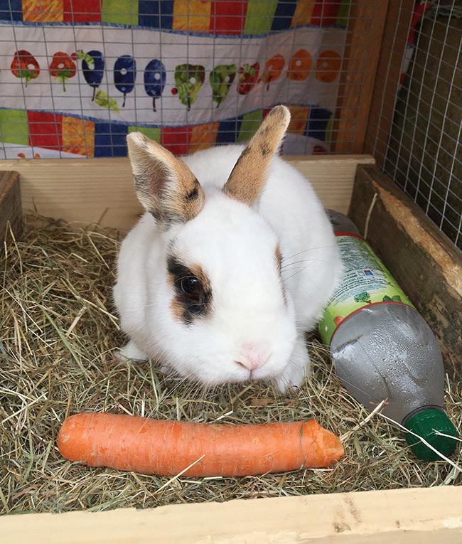 A rabbit with a frozen water bottle as a cooling aid. Bottle has been uncovered for the photo – frozen water bottles should always be covered with a towel to gently cool the rabbit.