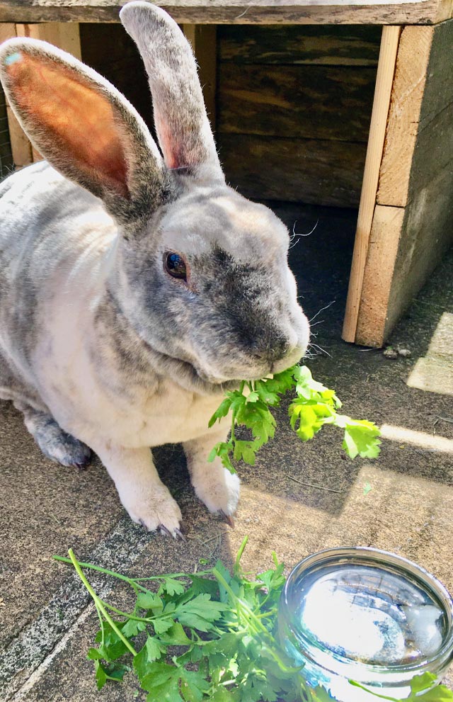 A rabbit with iced water and fresh herbs.
