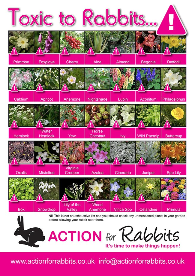 Action for Rabbits’ poster of plants that are toxic to rabbits.