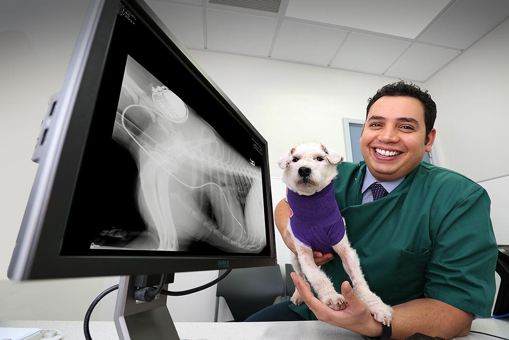Chris Linney is joining Paragon Veterinary Referrals as head of cardiology.