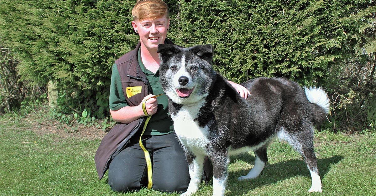 Campaign to give old dogs new digs Vet Times