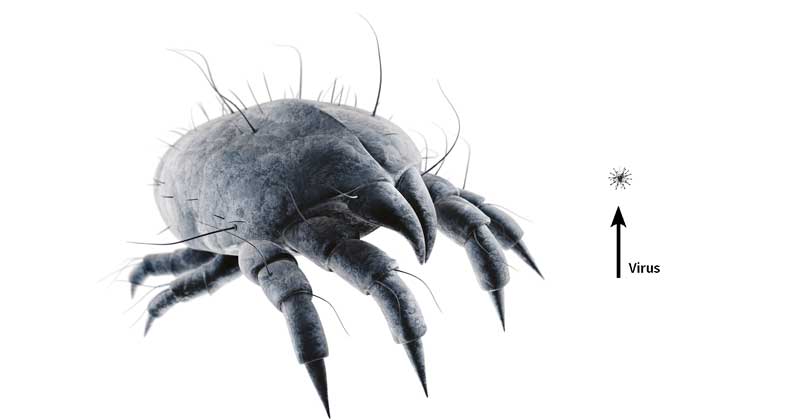 Dust mite