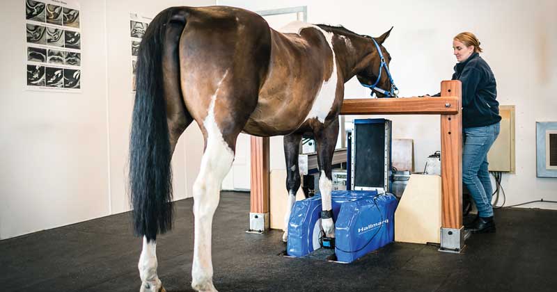 Hallmarq standing equine MRI.