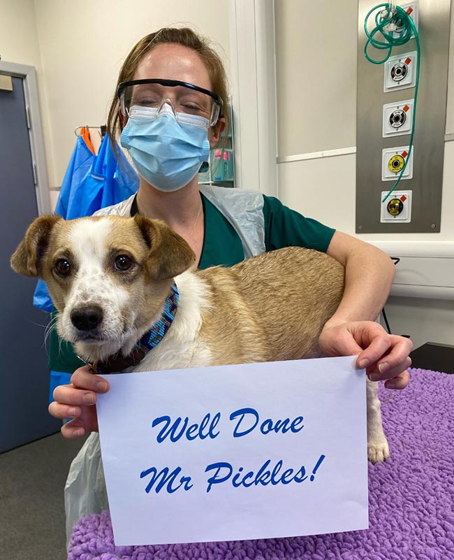 Mr Pickles following his treatment at Willows Veterinary Centre and Referral Service.