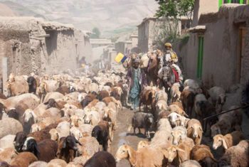 Where do these (sheep/multi-species herds) and their herders in Badakhshan, Afghanistan, fit into a low-carbon future?