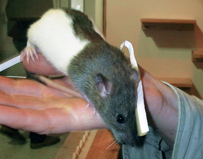 Rats are a popular pet among both children and adults.